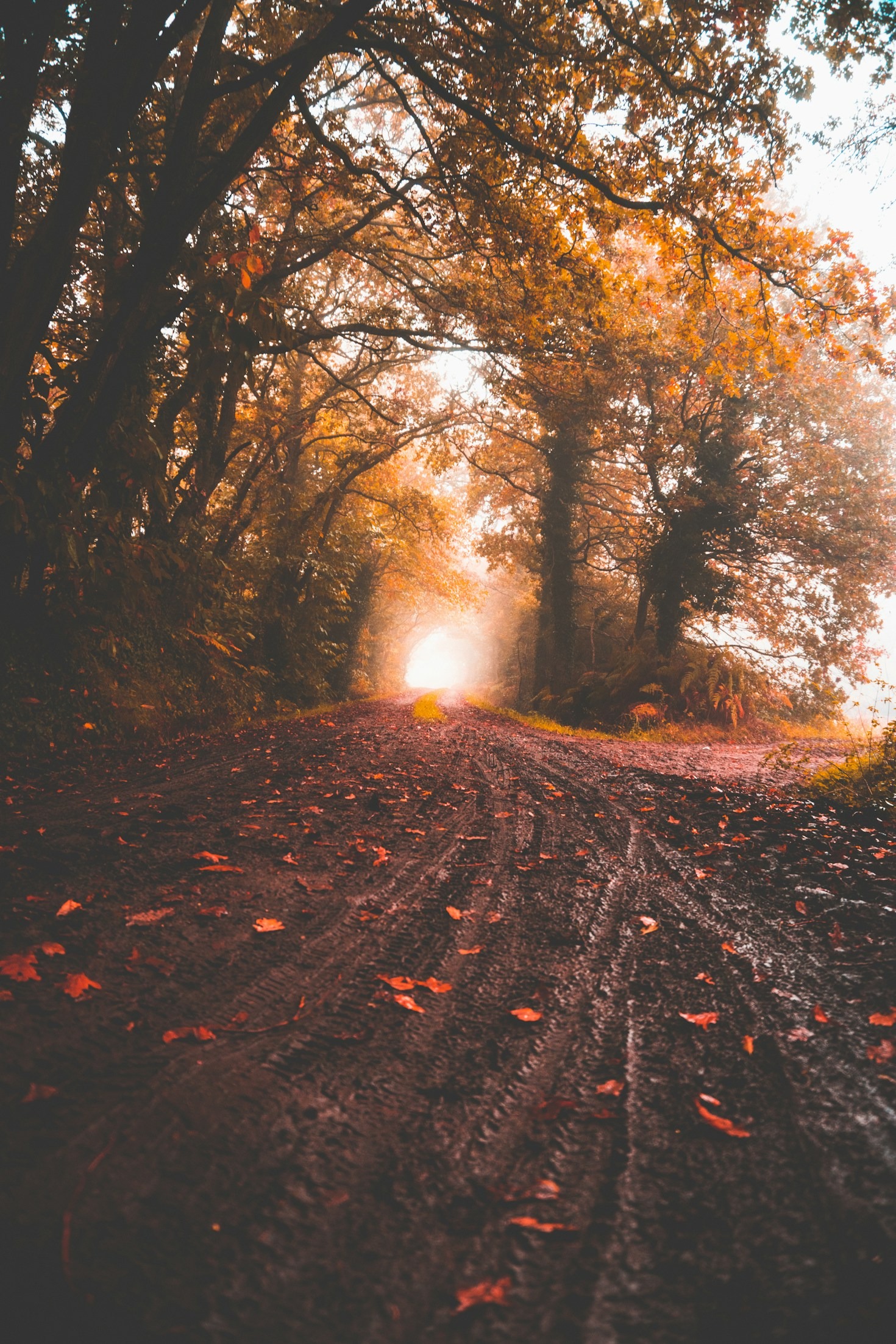 Why Nature-Centered Living Matters Today